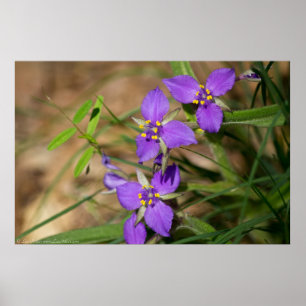 Cacade of Violet Hued Spiderwort Poster