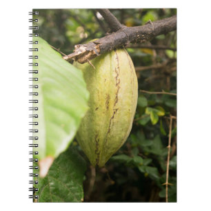 cacao pod notebook