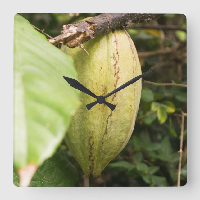 cacao pod square wall clock (Front)