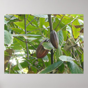 Cacao Tree Poster
