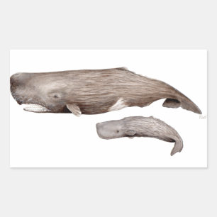 Cachalote, mother and young rectangular sticker