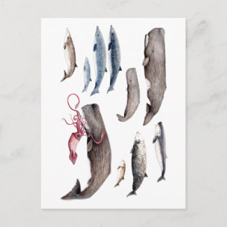 Cachalote y zifios: Ballenas de las profundidades Postcard
