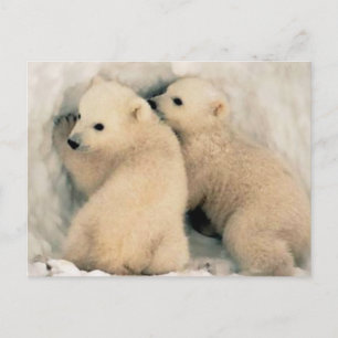 Cachorros of Oso Polar Postcard