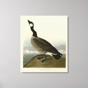 Cackling Goose from Audubon's Birds of America Canvas Print