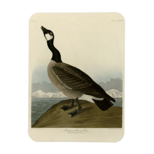 Cackling Goose from Audubon's Birds of America  Magnet