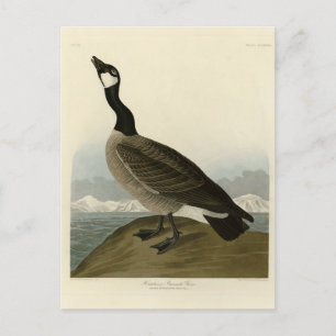 Cackling Goose from Audubon's Birds of America  Postcard
