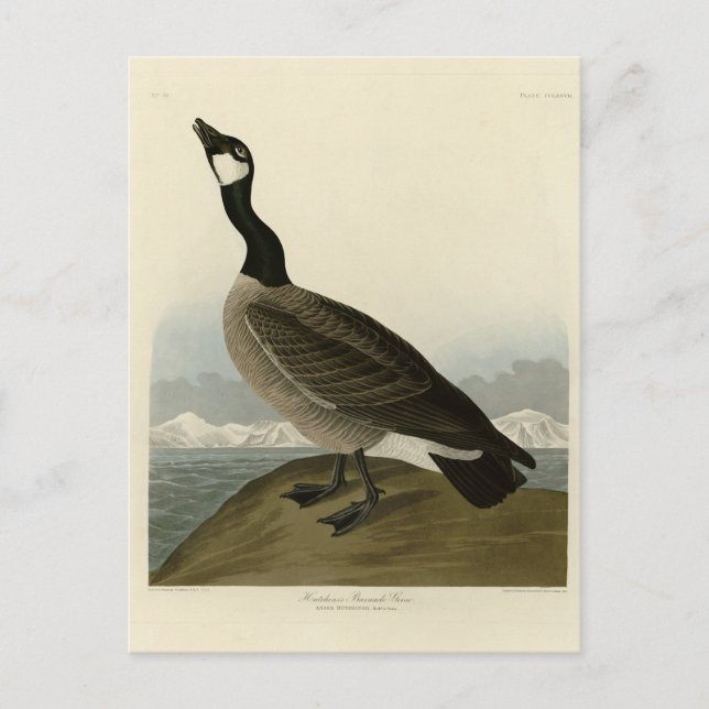 Cackling Goose from Audubon's Birds of America  Postcard (Front)