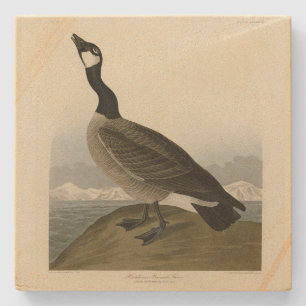 Cackling Goose from Audubon's Birds of America  Stone Coaster