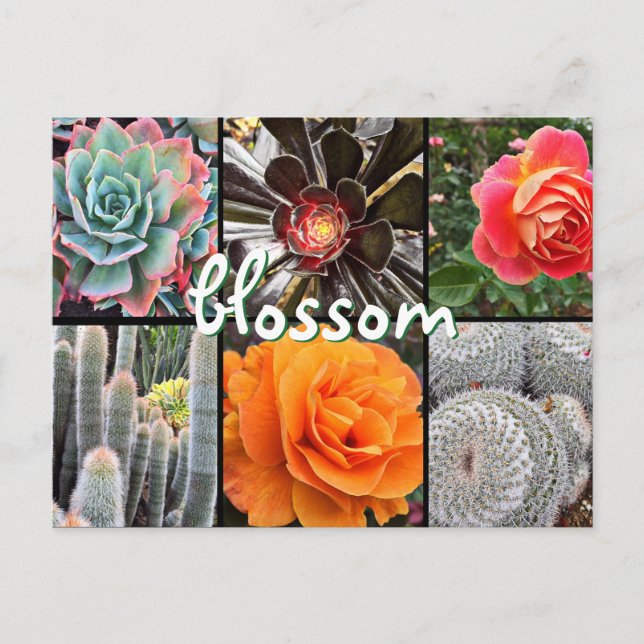 Cacti and roses photography collage blossom quote postcard (Front)