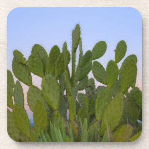 Cacti and sisal in Dry Forest Coaster