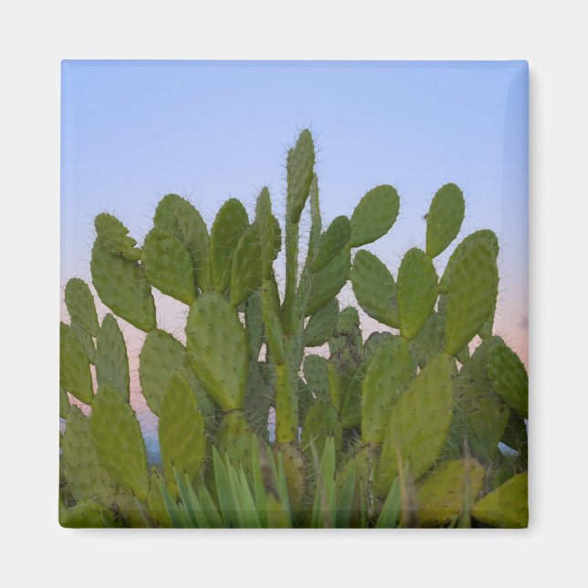 Cacti and sisal in Dry Forest Magnet (Front)