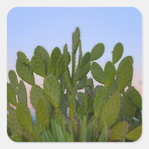 Cacti and sisal in Dry Forest Square Sticker