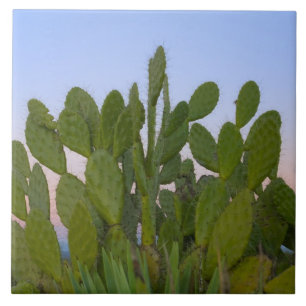 Cacti and sisal in Dry Forest Tile