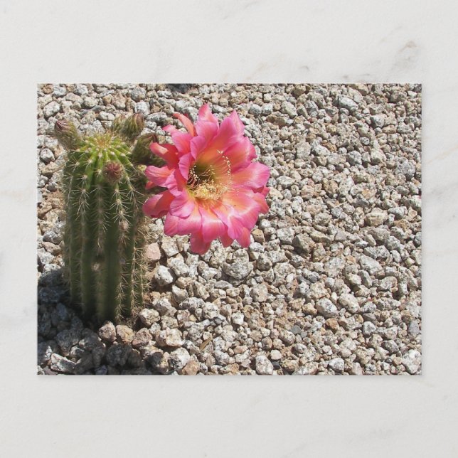 Cacti Bloom Postcard (Front)