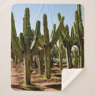 Cacti garden. Green tall cacti and succulents grow Sherpa Blanket