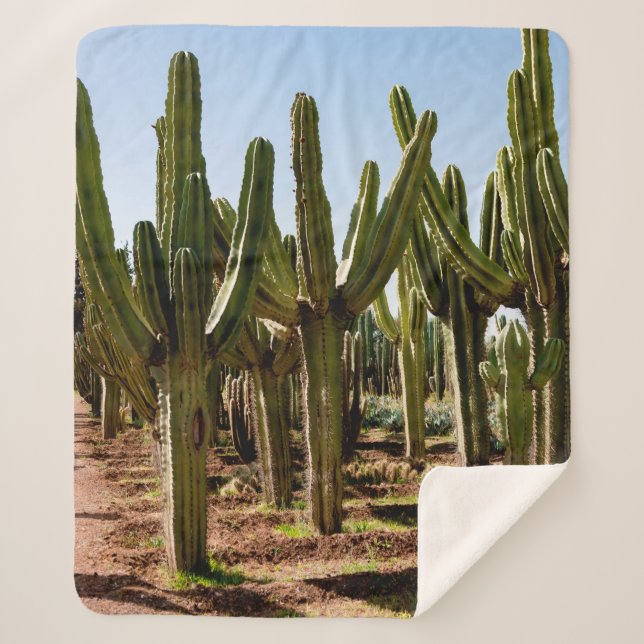 Cacti garden. Green tall cacti and succulents grow Sherpa Blanket (Front)