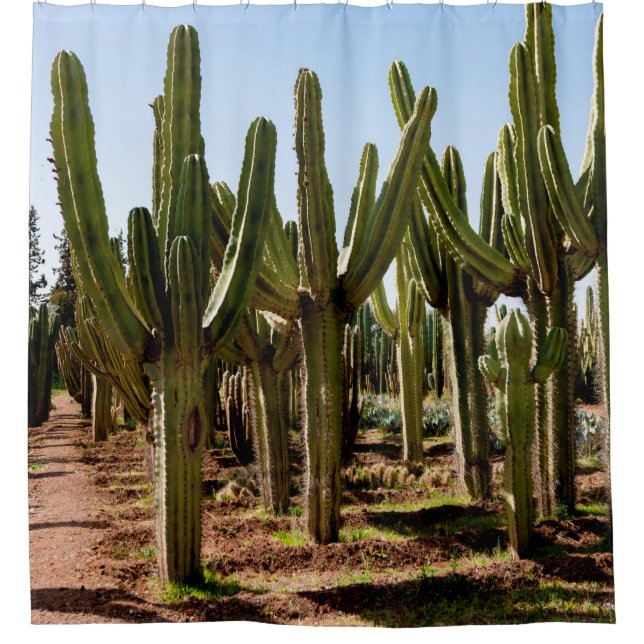 Cacti garden. Green tall cacti and succulents grow Shower Curtain (Front)