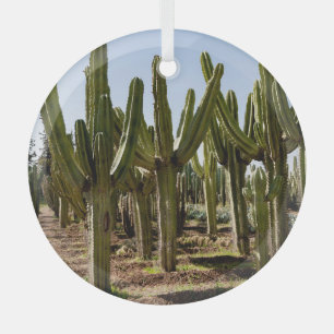 Cacti garden, tropical desert landscape. glass tree decoration