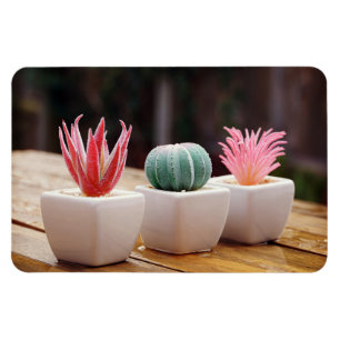 Cacti Magnet