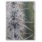 Cacti Notebook