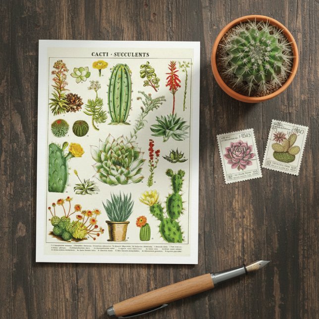 Cacti Succulents Botanical Illustration Postcard (Creator Uploaded)