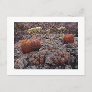 " Cacti Variety Pack " Postcard