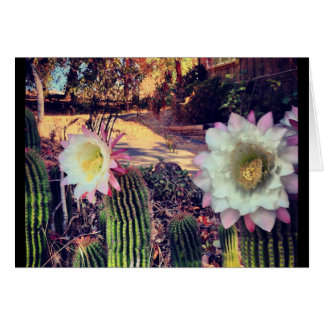 cactus bloom