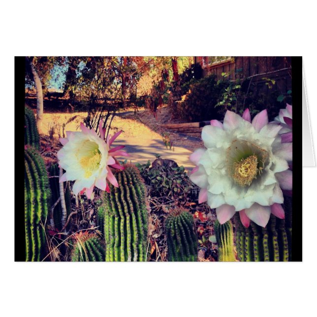 cactus bloom (Front Horizontal)