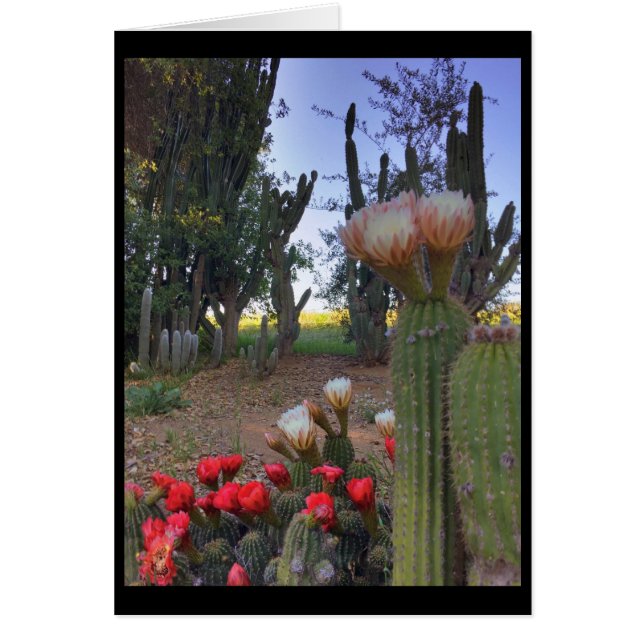 Cactus Bloom (Front)