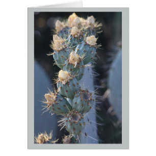cactus bloom