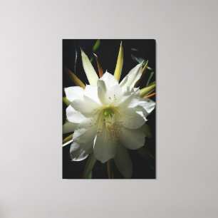 Cactus Bloom Canvas Print