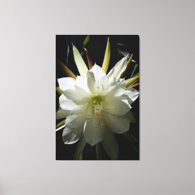 Cactus Bloom Canvas Print (Front)