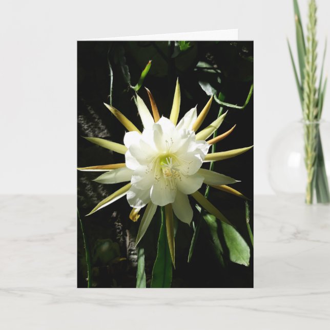 Cactus Bloom Card (Front)
