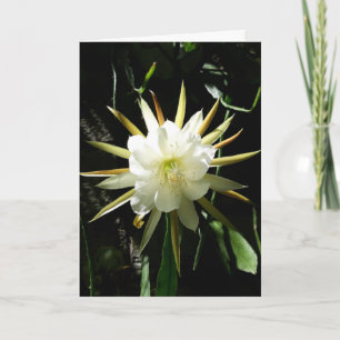Cactus Bloom Card