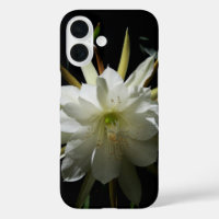 Cactus Bloom