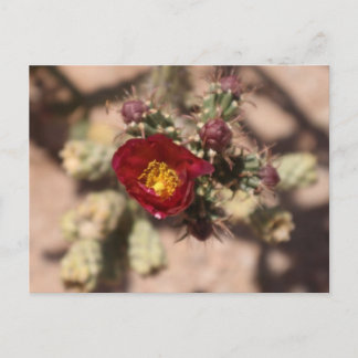 Cactus Bloom Postcard