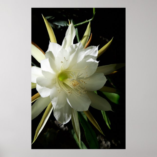Cactus Bloom Poster (Front)