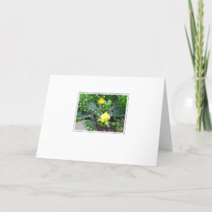 Cactus Blooms on White Blank Greeting Card