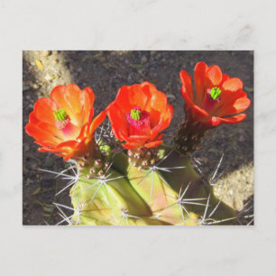 Cactus Blossoms Postcard