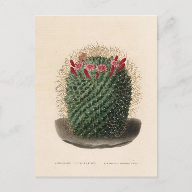 Cactus Botanical Illustration from 1841 Postcard (Front)