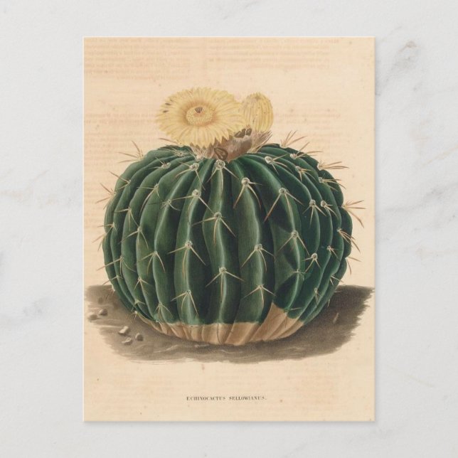 Cactus Botanical Illustration from 1841 Postcard (Front)