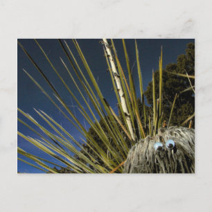 cactus buddy #1 postcard