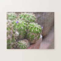 Cactus Cacti Flower Nature Photography Garden