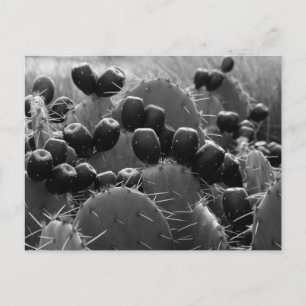 Cactus candy postcard