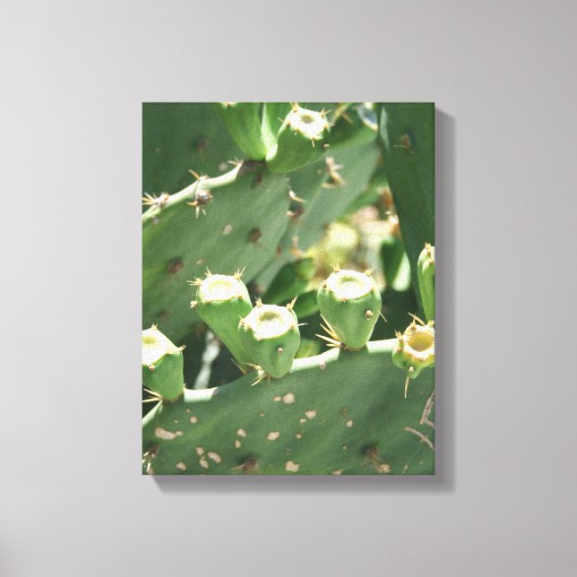 Cactus Canvas Print (Front)
