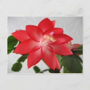 cactus,christmas cactus holiday postcard