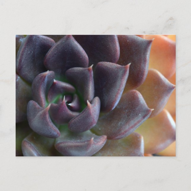 Cactus Close Up Postcard (Front)