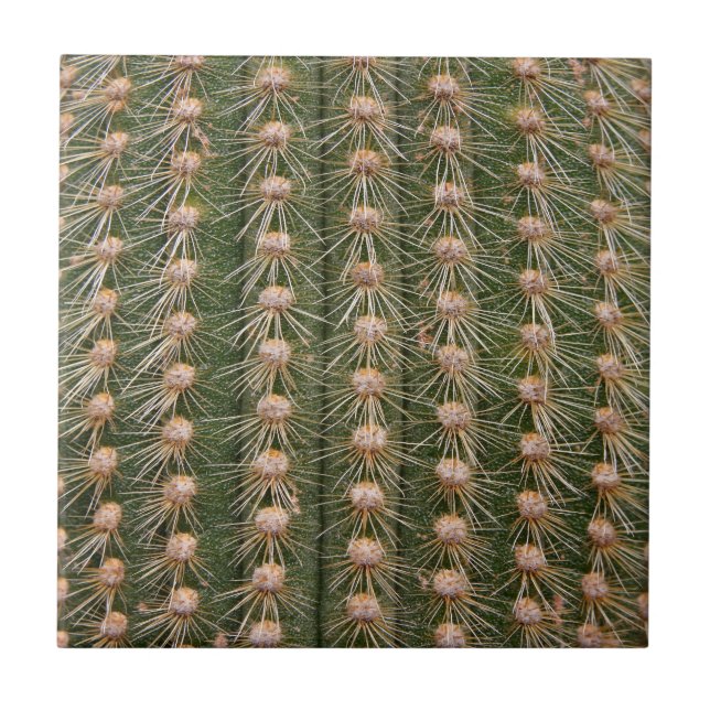 Cactus close up tile (Front)