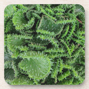 Cactus Coaster
