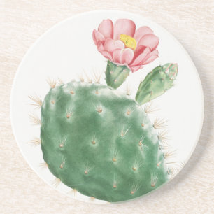 Cactus Cochenillifer, Antique Illustration, 1799 Coaster
